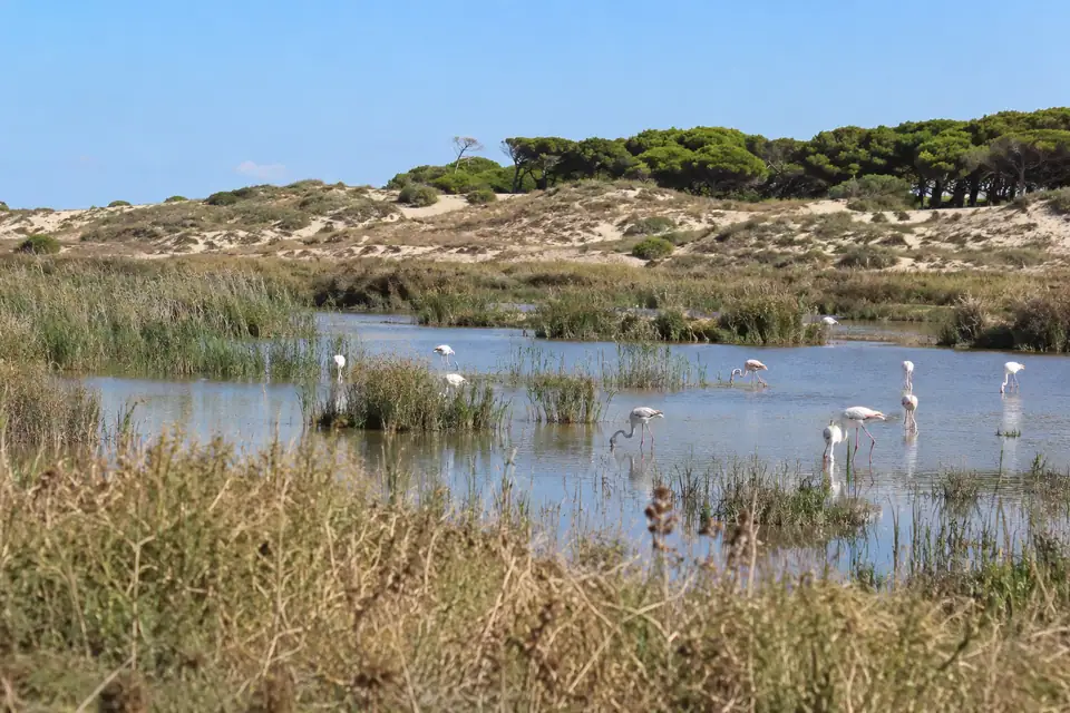 Vlak ondiep moeras met riet en roze en witte waadvogels, daarachter kale zandduinen en lage pijnbomen.
