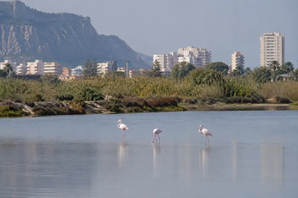 Flamingo’s in de zoutlagune van Calpe