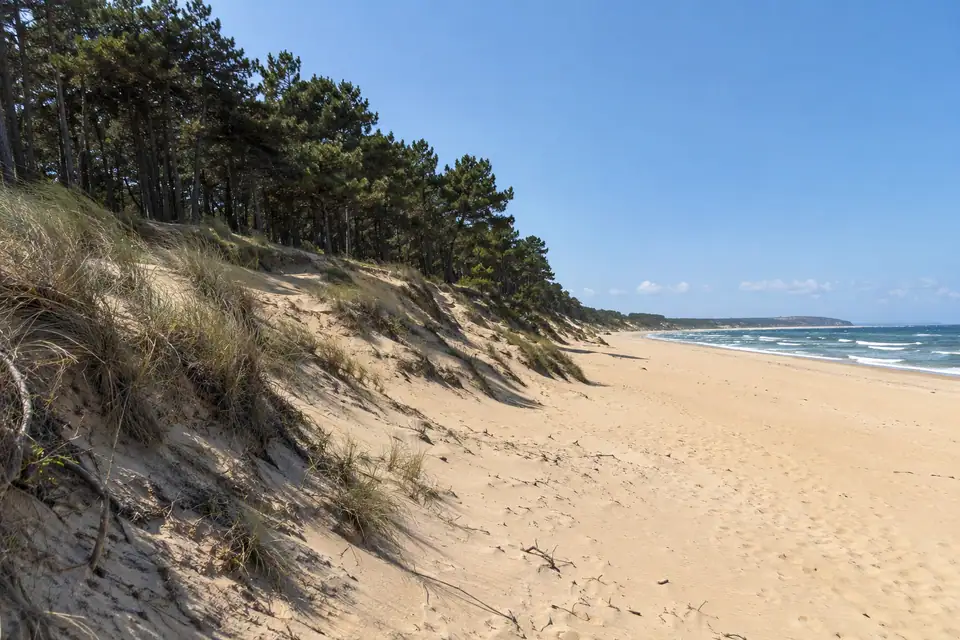 Donker pijnbos groeit over de top van hoge goudgele duinen bij een breed leeg strand.