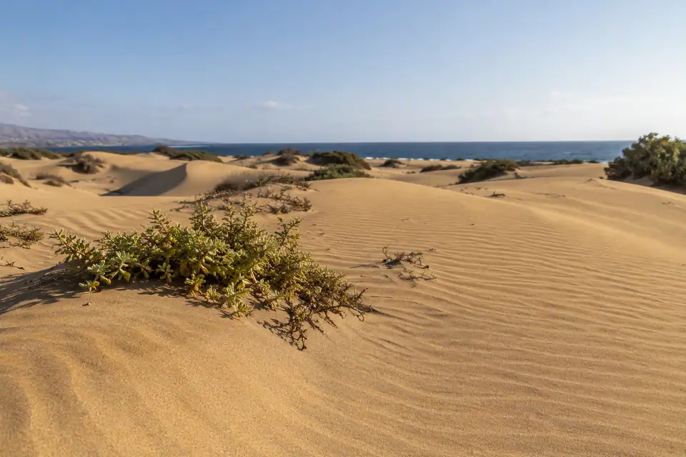 Windribbels in de zandduinen
