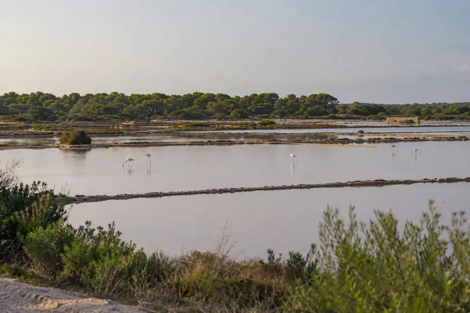 Zoutpannen tussen lage duinen