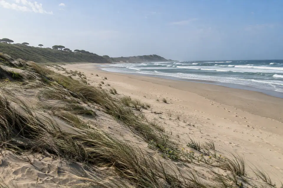 Breed leeg strand met rijen witte branding en helmgras dat plat ligt door de wind.