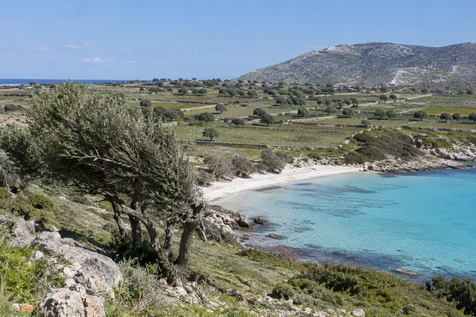 Vlak land met kleine velden achter stenen muurtjes, scheefgewaaide olijfbomen en een wit zandstrandje.