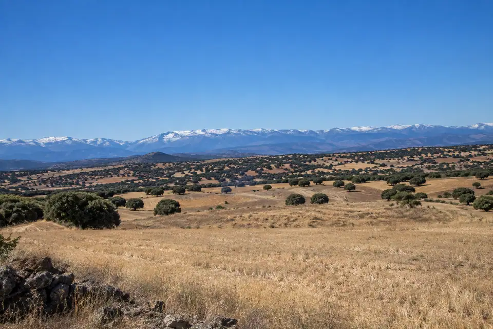 Droge okergele stoppelvelden met lage eiken onder een wolkenloze hemel, besneeuwde bergen aan de horizon.