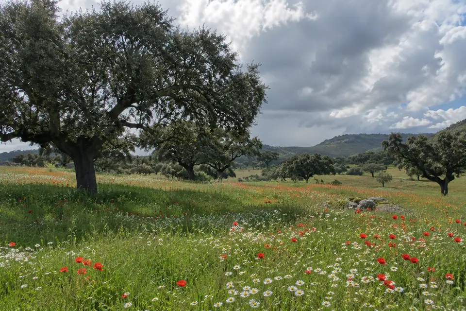 Grasland met verspreide eiken, rode klaprozen en witte madeliefjes onder grijze regenwolken.